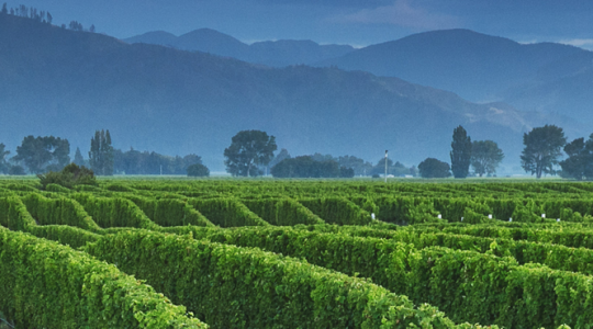 Matthews Lane Vineyard image
