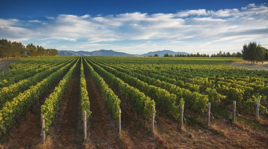 Ridge Block Vineyard image