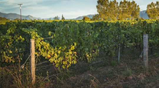 Ridge Block Vineyard image