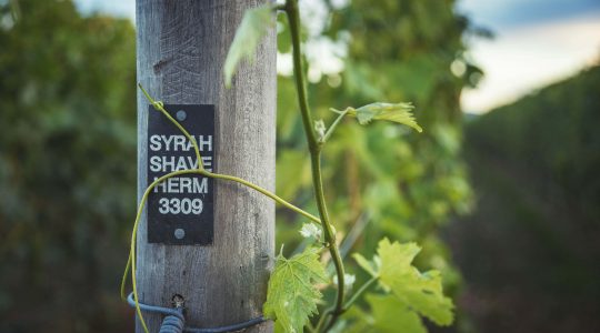 Ridge Block Vineyard image