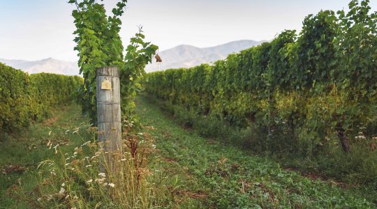 Stump Creek Vineyard image