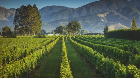 Stump Creek Vineyard image