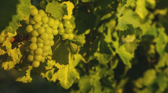 Matthews Lane Vineyard image