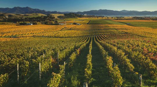 Clayvin Vineyard image