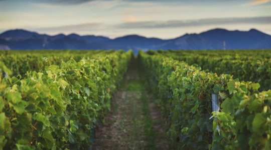 Ridge Block Vineyard image