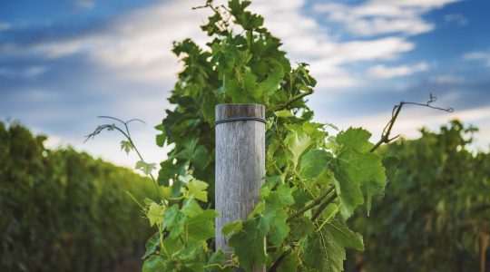 Ridge Block Vineyard image