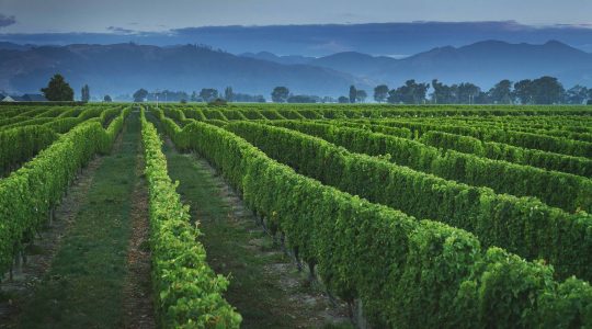 Matthews Lane Vineyard image
