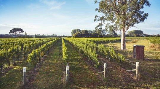 Stump Creek Vineyard image
